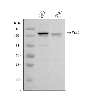 NRD1/NRDC Rabbit Polyclonal Antibody