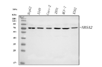 NR5A2 Rabbit Polyclonal Antibody