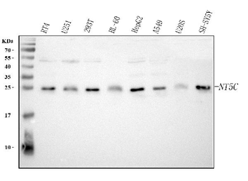 NT5C Rabbit Polyclonal Antibody
