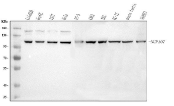 NUP107 Antibody