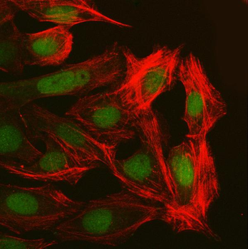 NUP37 Rabbit Polyclonal Antibody