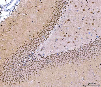 NUP37 Rabbit Polyclonal Antibody