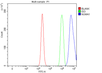 NUMA/NUMA1 Rabbit Polyclonal Antibody
