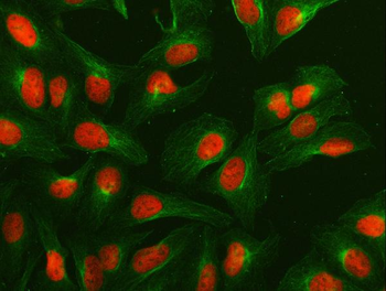 NUMA/NUMA1 Rabbit Polyclonal Antibody