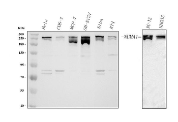 NUMA/NUMA1 Rabbit Polyclonal Antibody