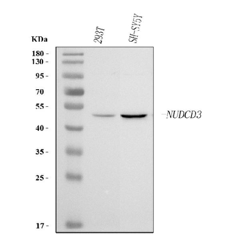 NUDCD3 Rabbit Polyclonal Antibody