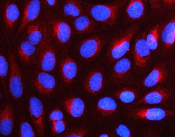 NUDC Rabbit Polyclonal Antibody