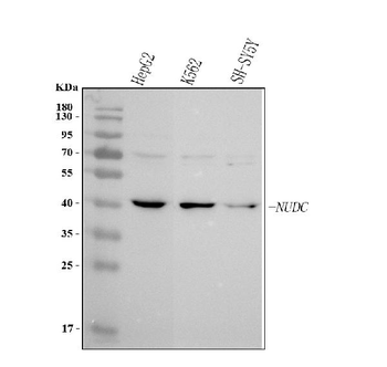 NUDC Rabbit Polyclonal Antibody