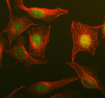 NOSIP Antibody