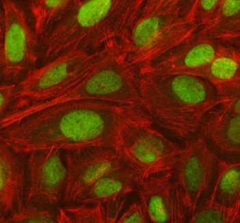 NOSIP Antibody