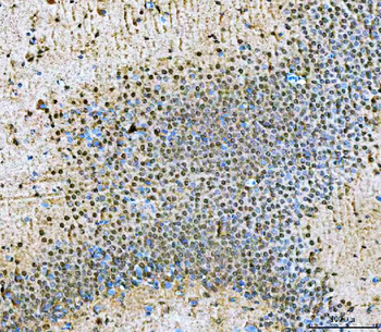 NVL Antibody