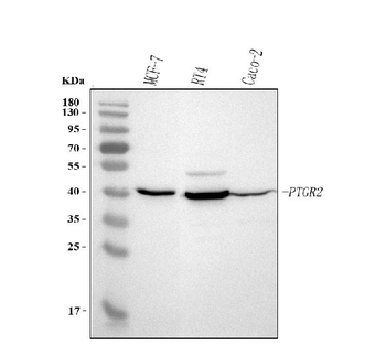 PTGR2 Rabbit Polyclonal Antibody