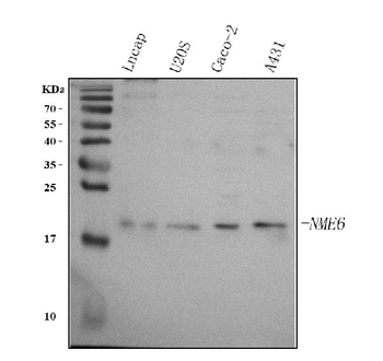 NME6 Antibody