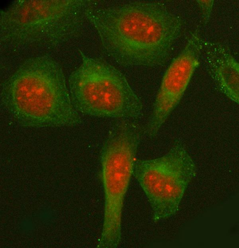 NCOA5 Antibody