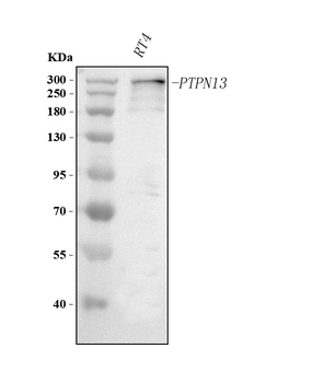PTPN13 Rabbit Polyclonal Antibody