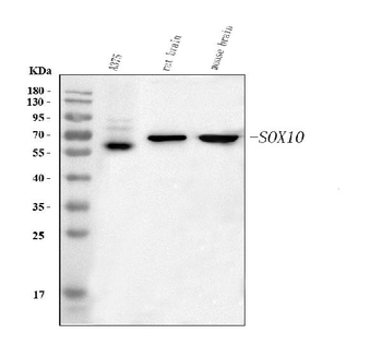 SOX10 Rabbit Polyclonal Antibody