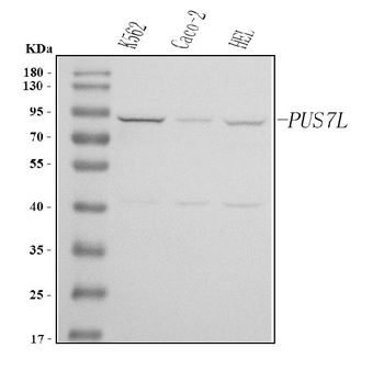 PUS7L Rabbit Polyclonal Antibody