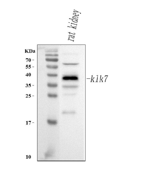 Klk7 Antibody
