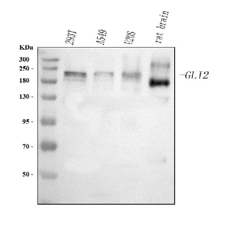 GLI2 Rabbit Polyclonal Antibody