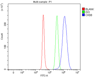 CHD8 Rabbit Polyclonal Antibody