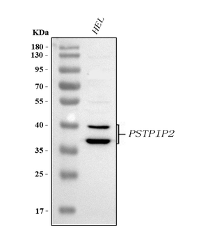 PSTPIP2 Antibody