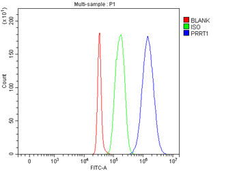 SynDIG4/PRRT1 Rabbit Polyclonal Antibody