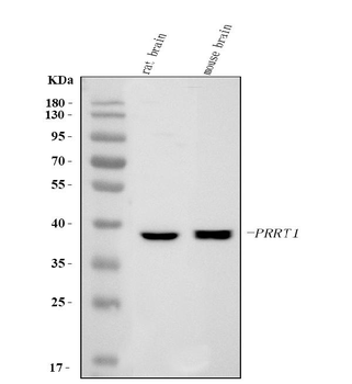 SynDIG4/PRRT1 Rabbit Polyclonal Antibody
