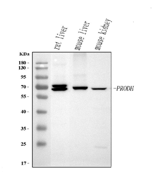 PRODH Rabbit Polyclonal Antibody