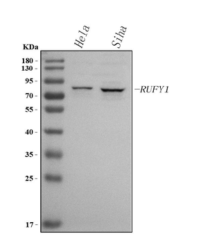 RUFY1 Rabbit Polyclonal Antibody