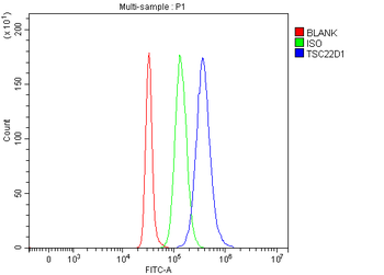 TSC22D1 Rabbit Polyclonal Antibody