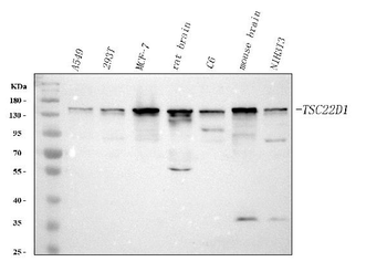 TSC22D1 Rabbit Polyclonal Antibody