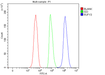 RUFY3 Rabbit Polyclonal Antibody