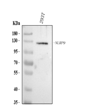 NLRP9 Rabbit Polyclonal Antibody