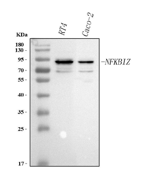 NFKBIZ Rabbit Polyclonal Antibody
