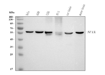 NFIX Rabbit Polyclonal Antibody