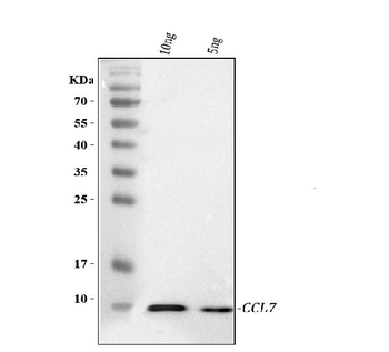 Ccl7 Rabbit Polyclonal Antibody