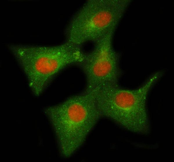 NELFE Rabbit Polyclonal Antibody