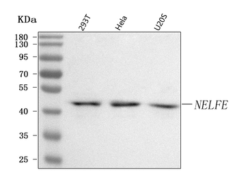 NELFE Rabbit Polyclonal Antibody