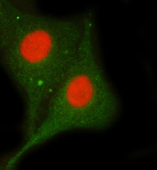Sam68/KHDRBS1 Antibody