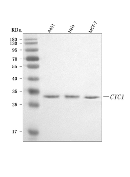 CYC1 Rabbit Polyclonal Antibody