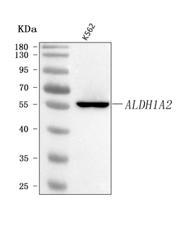 ALDH1A2 Rabbit Polyclonal Antibody