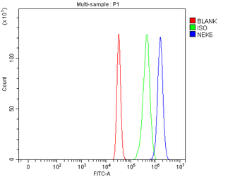 NEK6 Rabbit Polyclonal Antibody