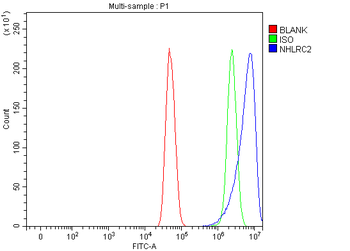 NHLRC2 Rabbit Polyclonal Antibody