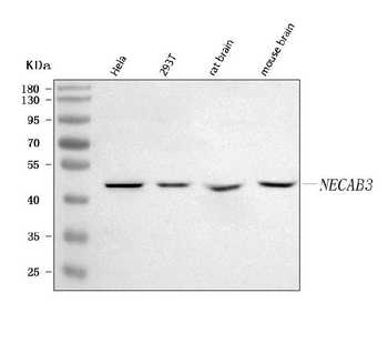 NECAB3 Antibody