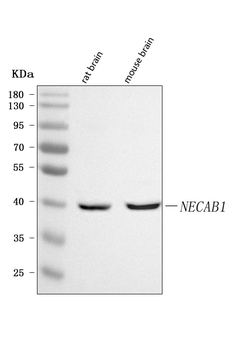 NECAB1 Rabbit Polyclonal Antibody