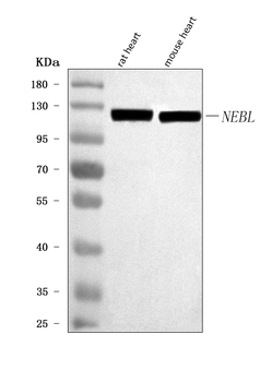 NEBL Rabbit Polyclonal Antibody