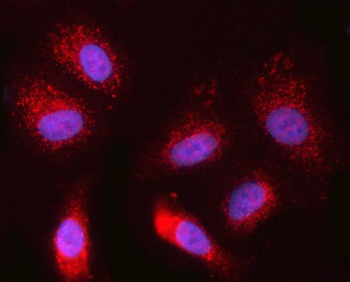 NR1/NDOR1 Rabbit Polyclonal Antibody