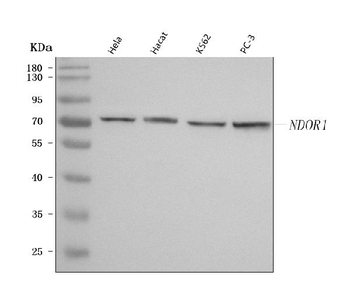 NR1/NDOR1 Rabbit Polyclonal Antibody
