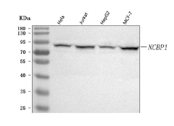 NCBP1 Antibody