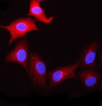 NCBP1 Antibody